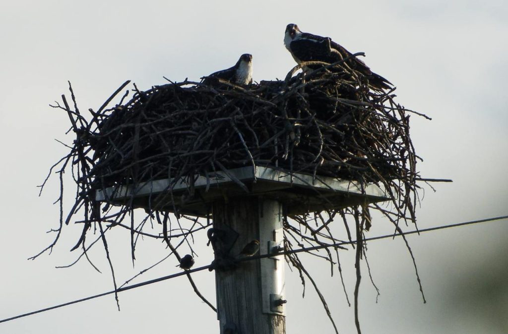 A close-up photo of two juvenile Ospreys sitting on a giant nest on top of a power pole.