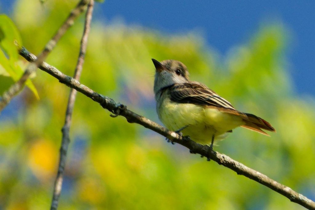 A photo of a juvenile Great-crested Flycatcher