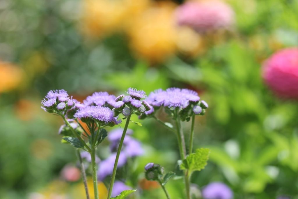 A photo of ageratum 'Blue Horizon' flowers in bloom