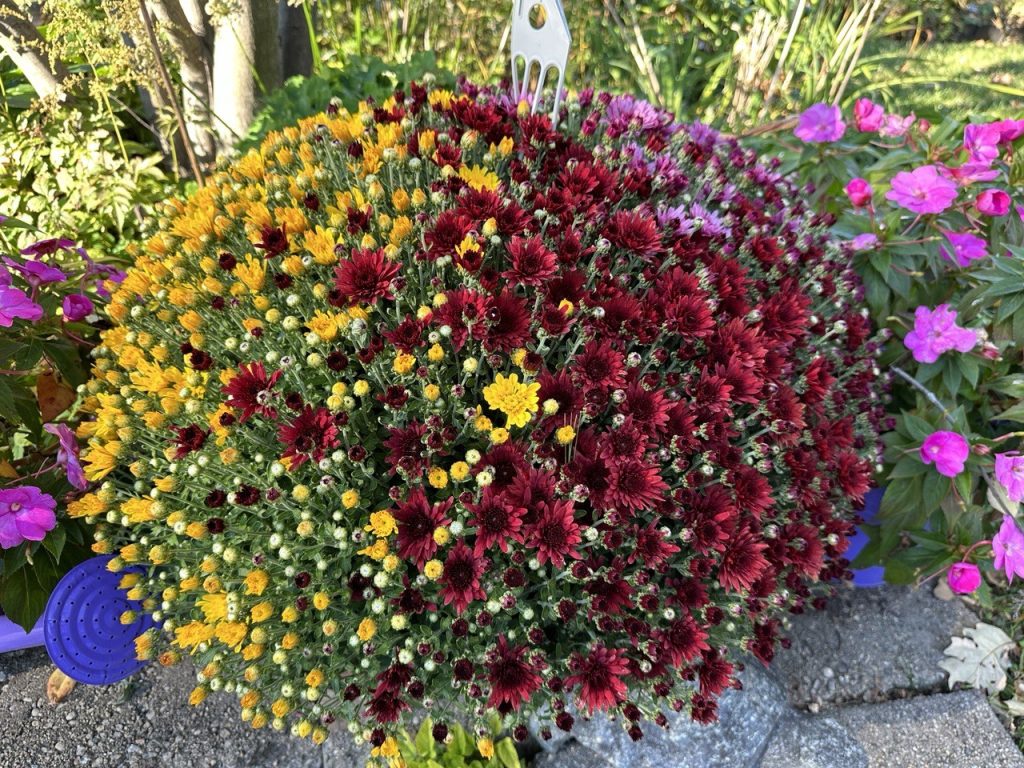 A photo of a pot with 3 different-colored mums blooming at once.