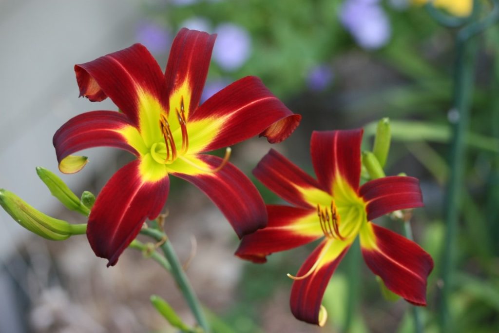 A close-up photo of two daylily 'I See Stars' Flowers in bloom.