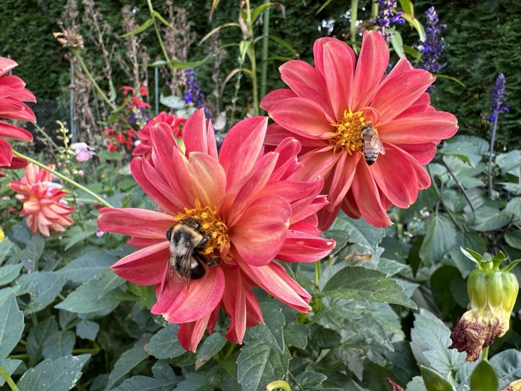 A photo of a honeybee and a bumblebee visiting the flowers of dahlia Figaro in a flowerbed.