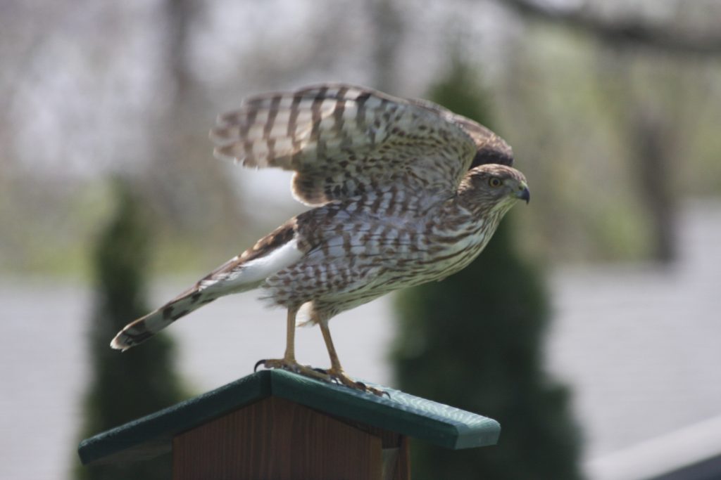 A photo of a Cooper's Hawk flying away from a bird feeder.