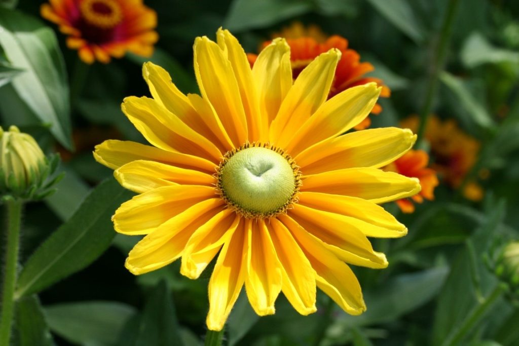 A photo of a Rudbeckia 'Prairie Sun' flower