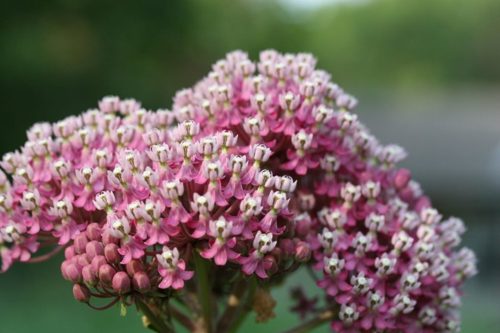 A close-up photo of swamp milkweed in bloom
