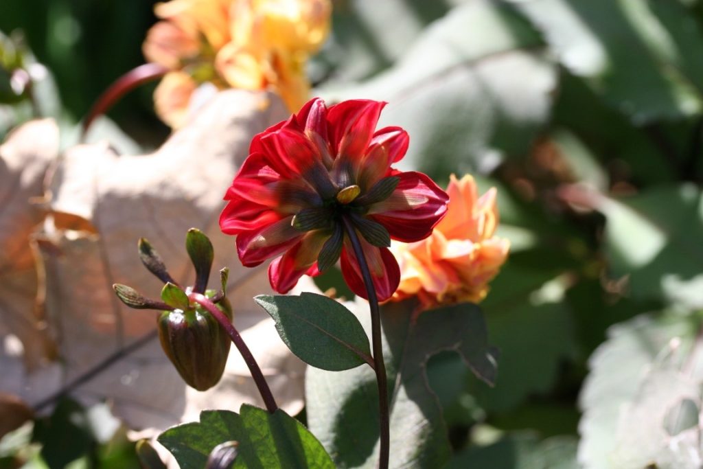 A photo of a red dahlia 'Figaro' flower from the back of the flower