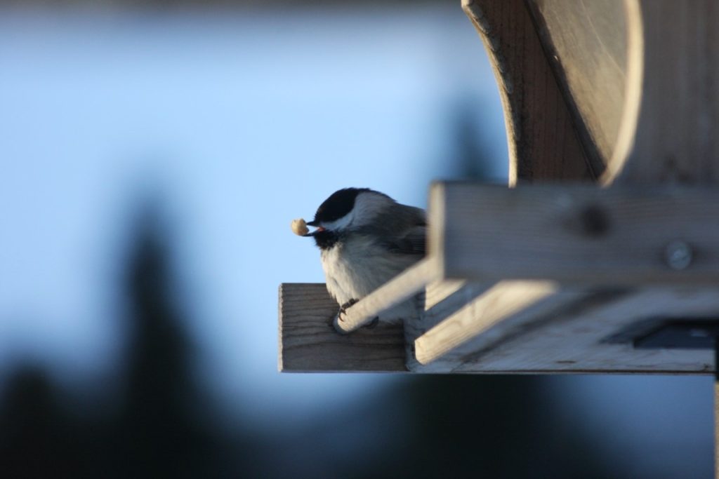 A photo of a Black-capped Chickadee at a bird feeder with a peanut in its beak