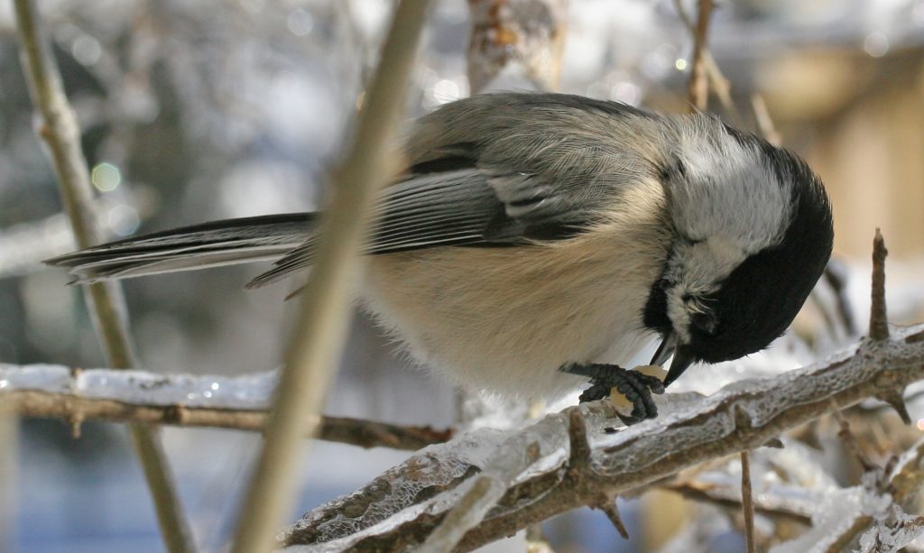 A photo of a Black-capped Chickadee pecking a peanut in its beak while clinging to an ice-covered branch