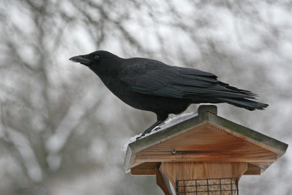 A photo of an American Crow sitting on a bird feeder