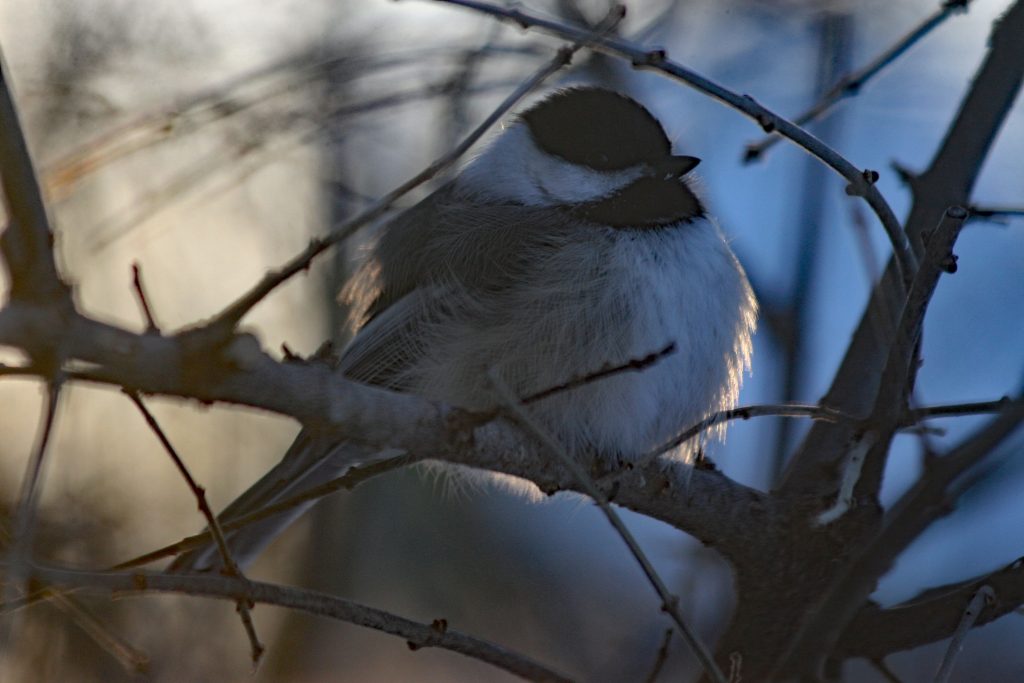 A photo of a Black-capped chickadee sitting in a shrub at sunrise