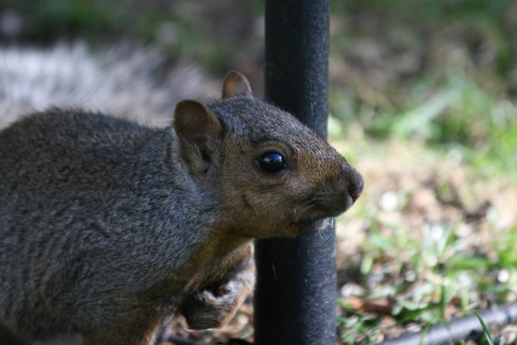 A close-up photo of a Gray Squirrel