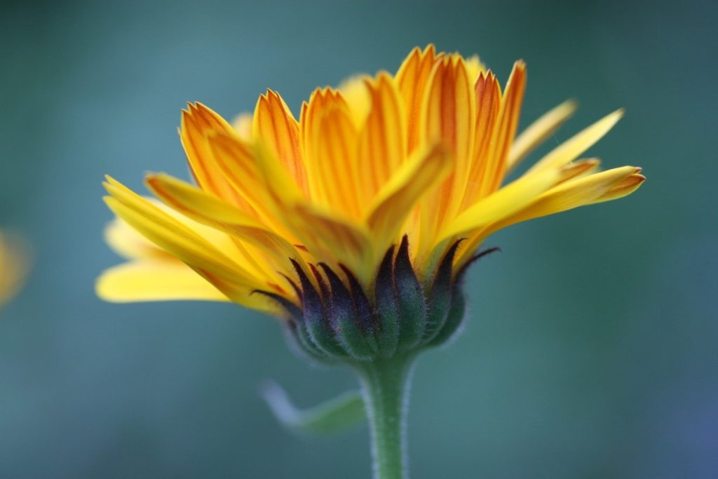 A close-up photo of a calendula flower