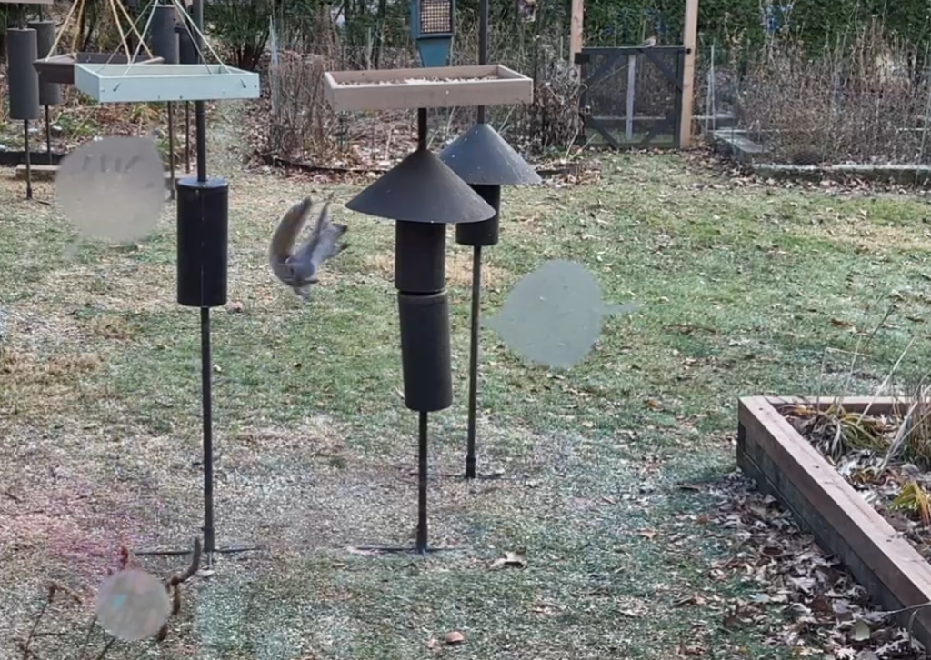 A screenshot of a squirrel launching himself 4 feet in the air to reach a bird feeder.