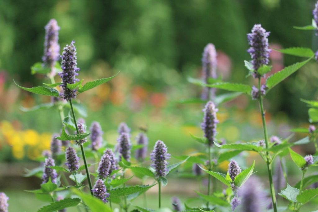 A photo of anise hyssop flowers in bloom