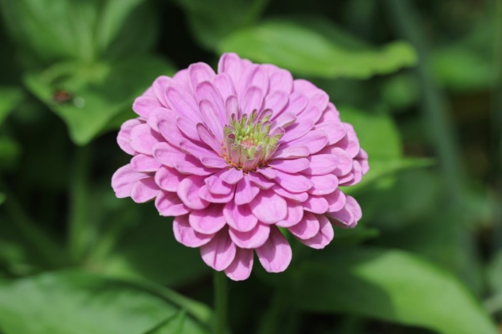 A close-up photo of a Benary's Lilac flower in bloom