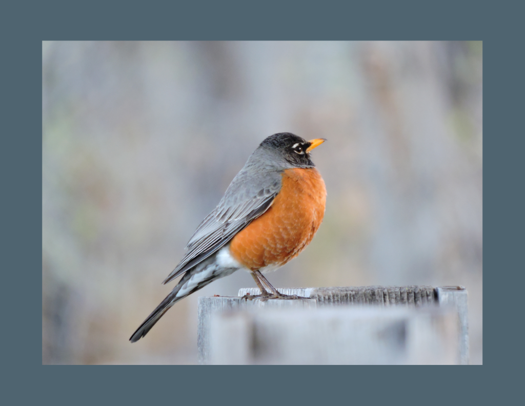 A photo of an American Robin