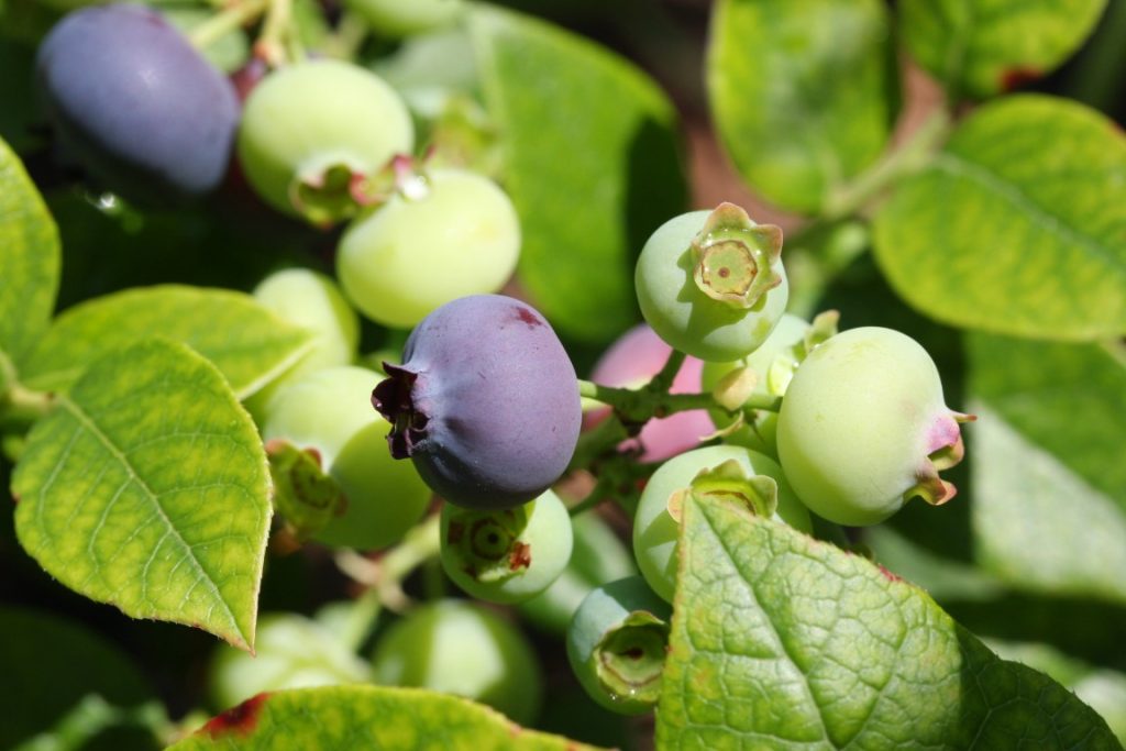 A photo of ripening blueberries on a blueberry bush