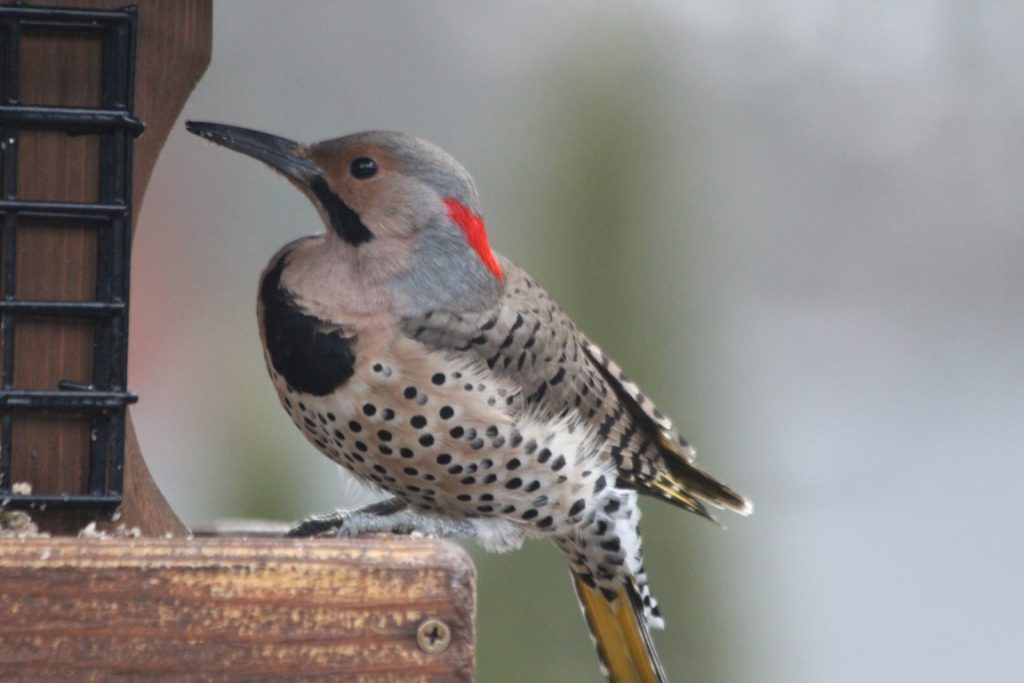 A photo of a Northern Flicker on a bird feeder.