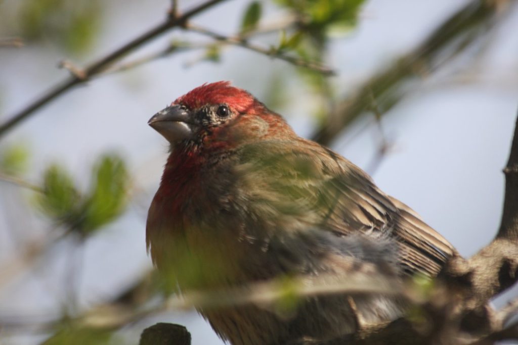 A photo of a male House Finch sitting in a shrub