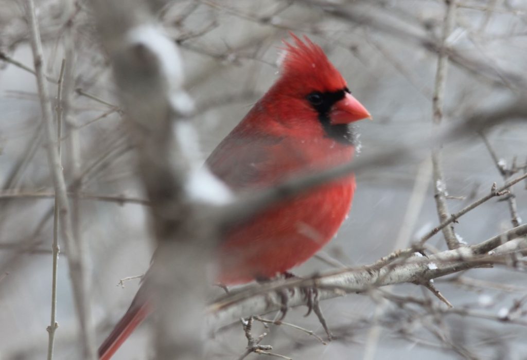 A photo of a male Northern Cardinal sitting in a shrub.