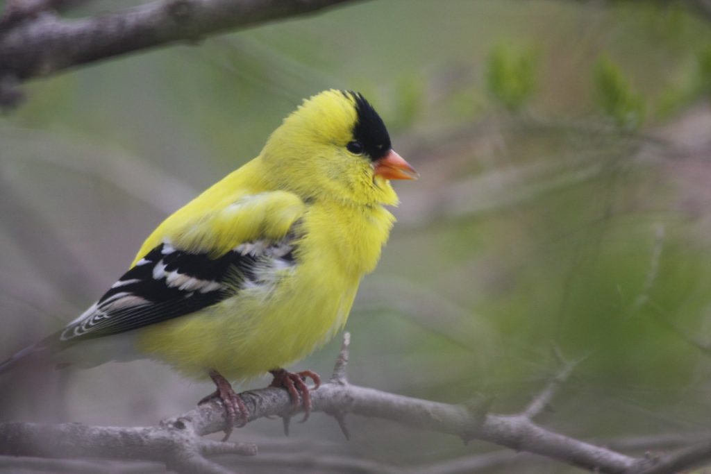 A photo of a male American Goldfinch singing in a shrub.