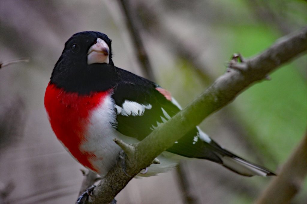 A photo of a Rose-breasted Grosbeak in a shrub