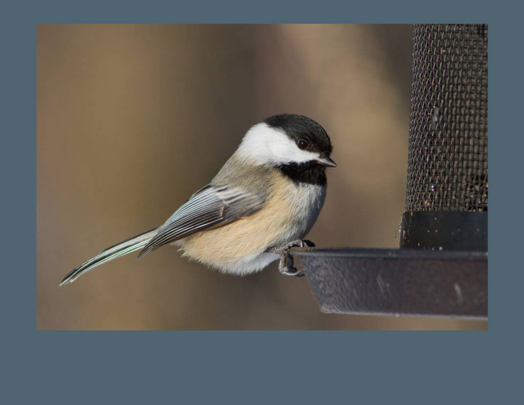 A photo of a Black-capped Chickadee on a bird feeder