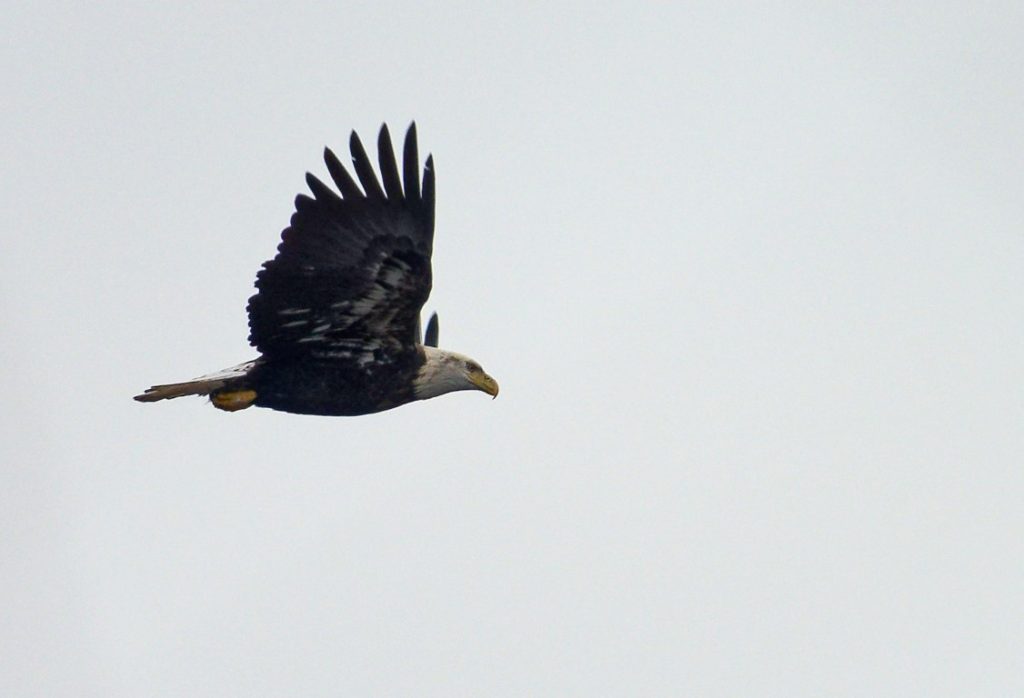 A photo of a bald eagle in flight on a cloudy day