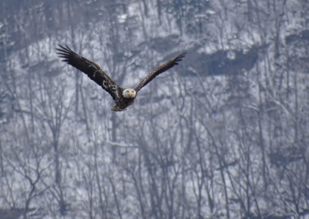 A photo of a Bald Eagle in flight