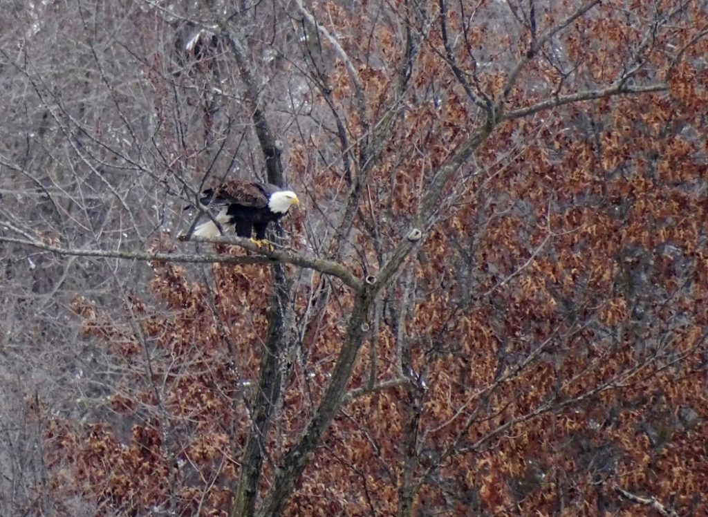 A photo of a bald eagle landing in an oak tree in winter.