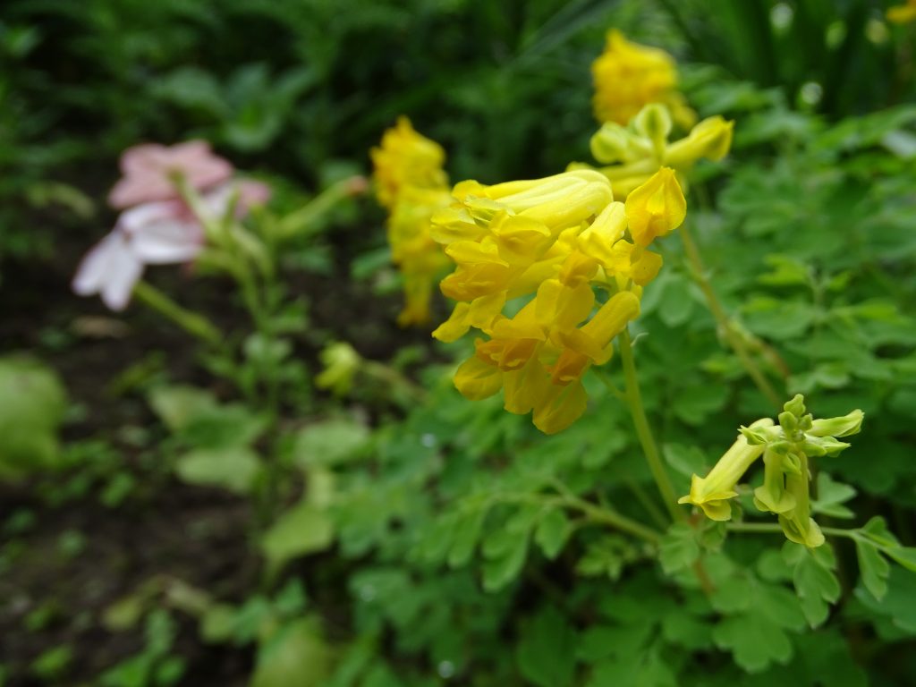 A photo of yellow corydalis flowers in bloom