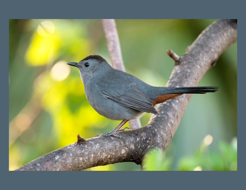 A photo of a Gray Catbird