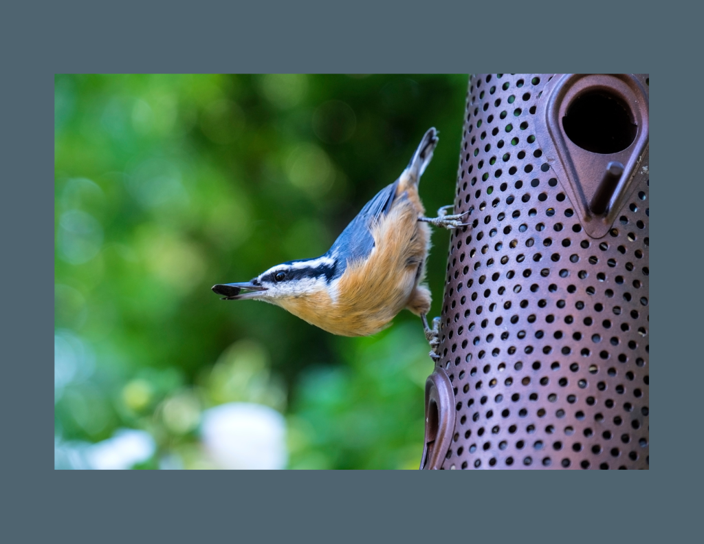 A photo of a Red-breasted Nuthatch on a hanging feeder