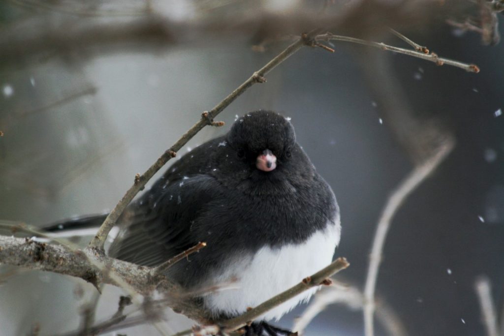 A photo of a Dark-eyed Junco sitting in a shrub