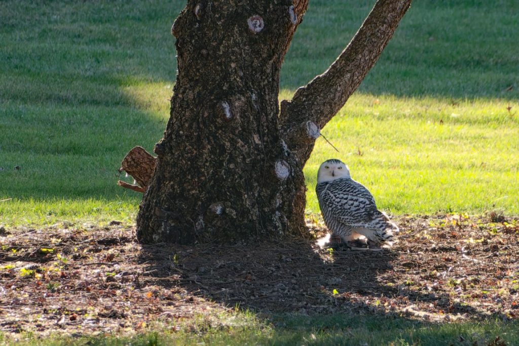 A photo of a Snowy Owl sitting under a tree