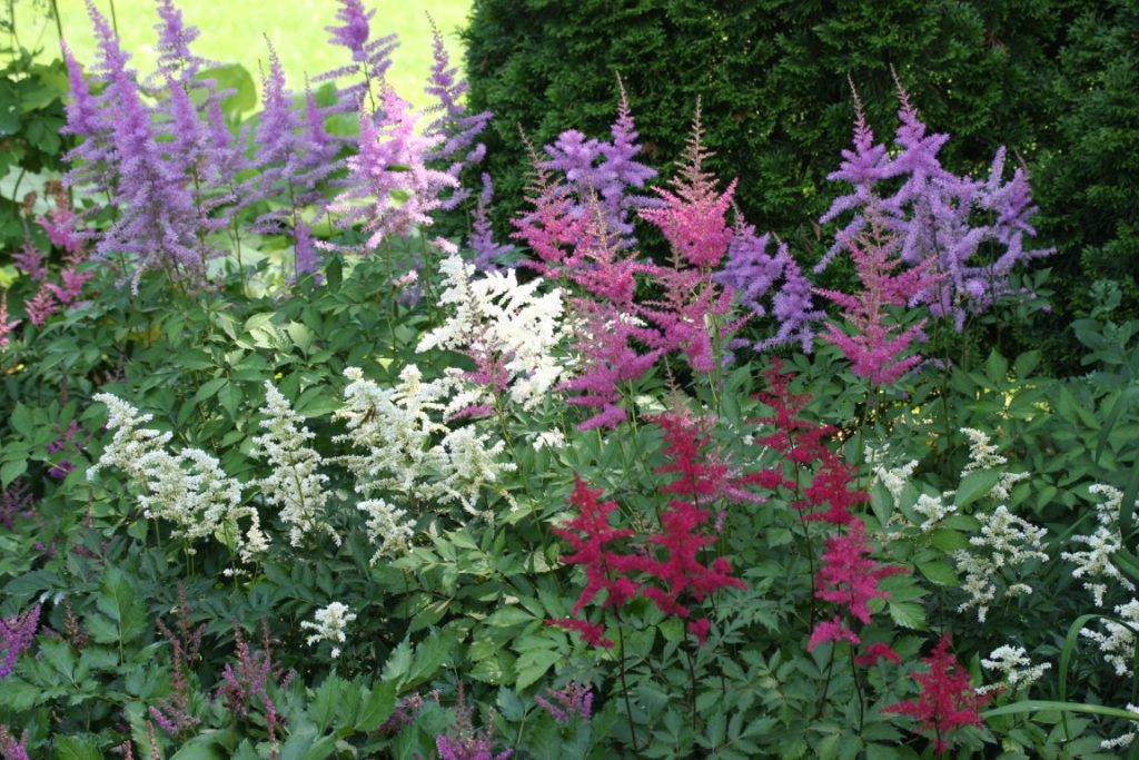 A photo of astilbes in various colors blooming in a shade garden