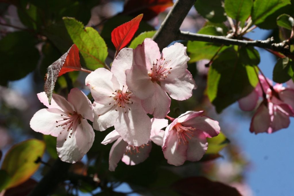 A close-up photo of pink apple blossoms in bloom