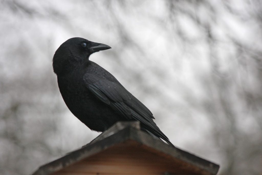 A close-up photo of an American Crow sitting on a birdfeeder