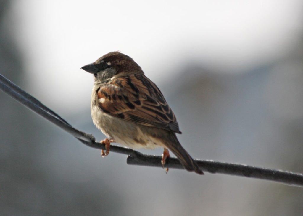 A close-up photo of a House Sparrow