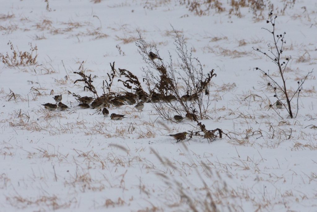 A photo of a flock of Horned Larks foraging in a field