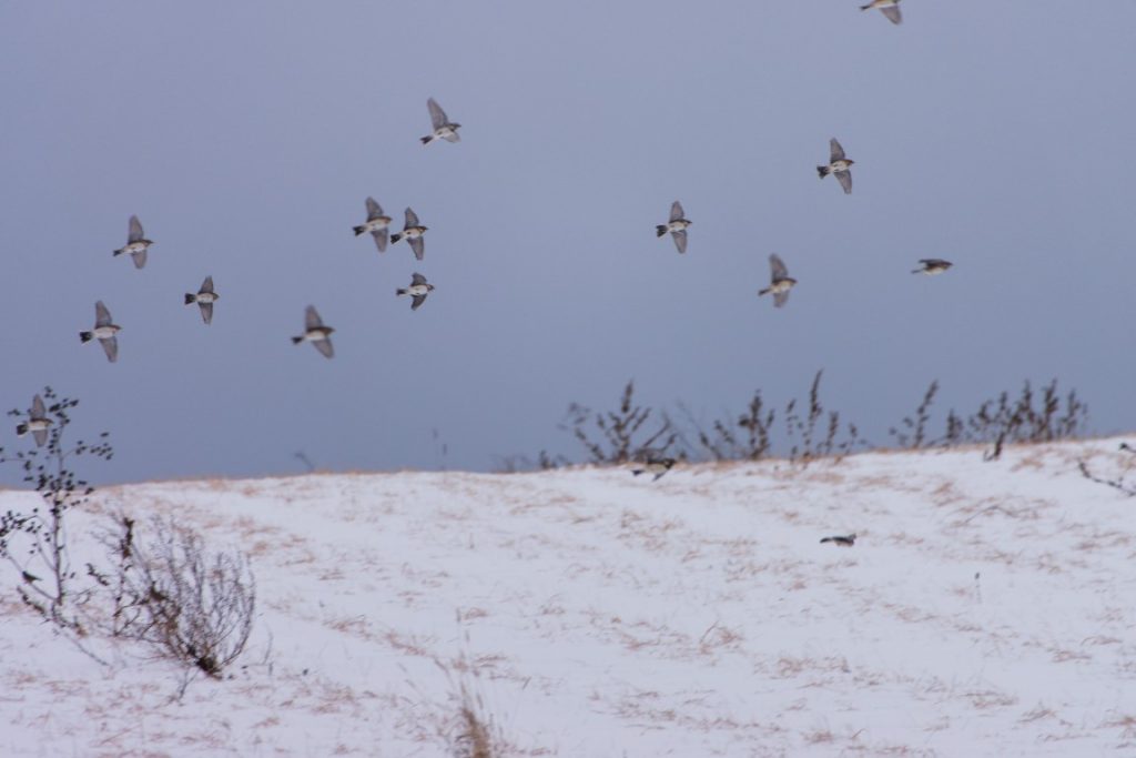 A flock of Horned Larks flying over an agricultural field