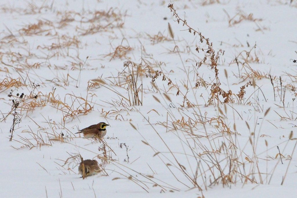 A photo of two Horned Larks foraging in an agricultural field