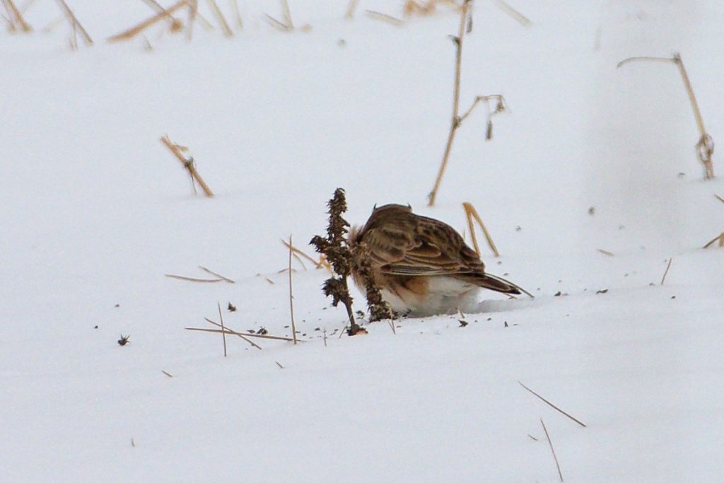 A photo of a Horned Lark from behind with its feather "horns" visible.