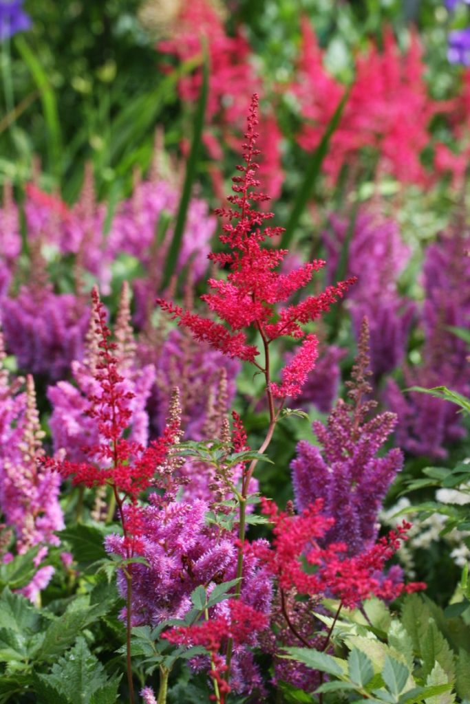 A photo of flowers blooming in summer