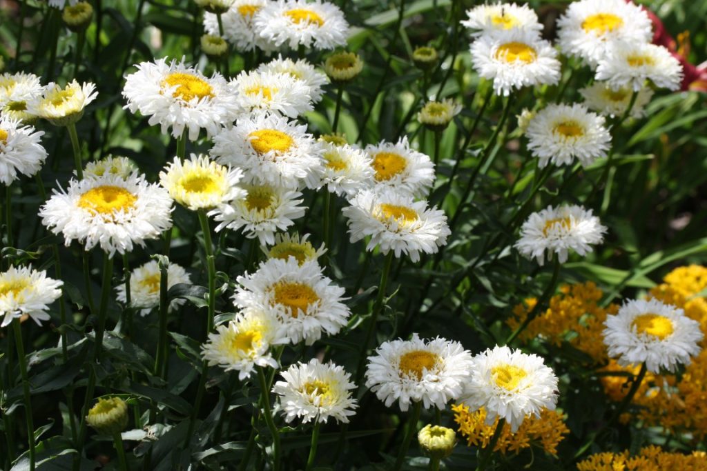 A photo of flowers blooming in summer