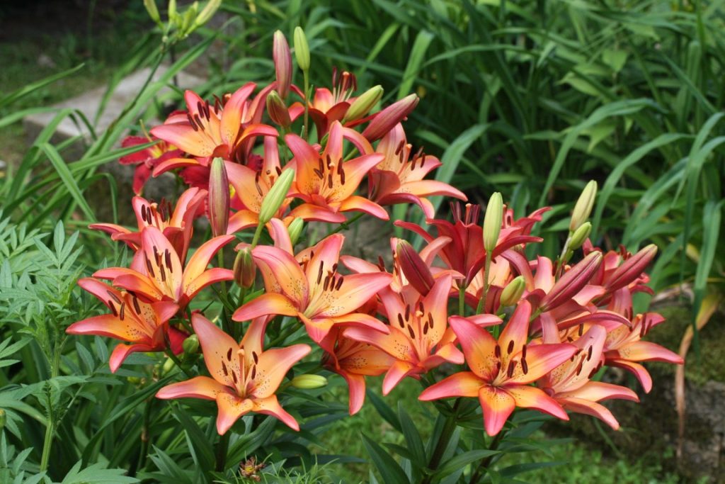 A photo of flowers blooming in summer