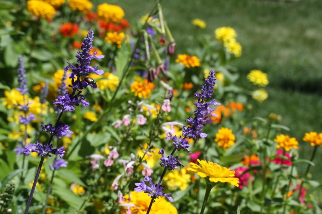 A photo of flowers blooming in summer