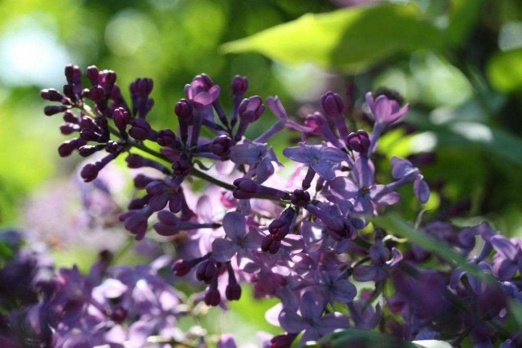 A close-up photo of lilacs in bloom