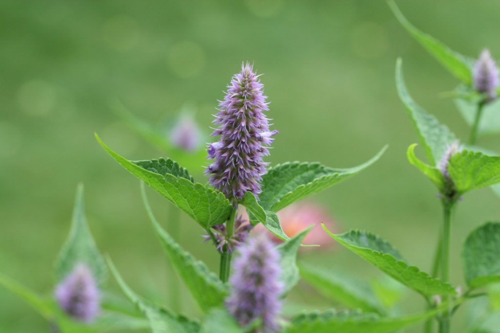 A close-up photo of an Anise Hyssop flower in bloom