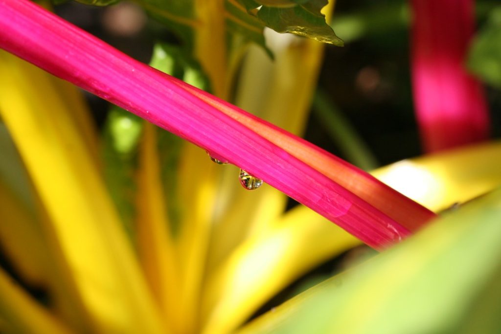 A photo of a dark pink stalk of Swiss Chard 'Bright Lights' with drops of water hanging from it.